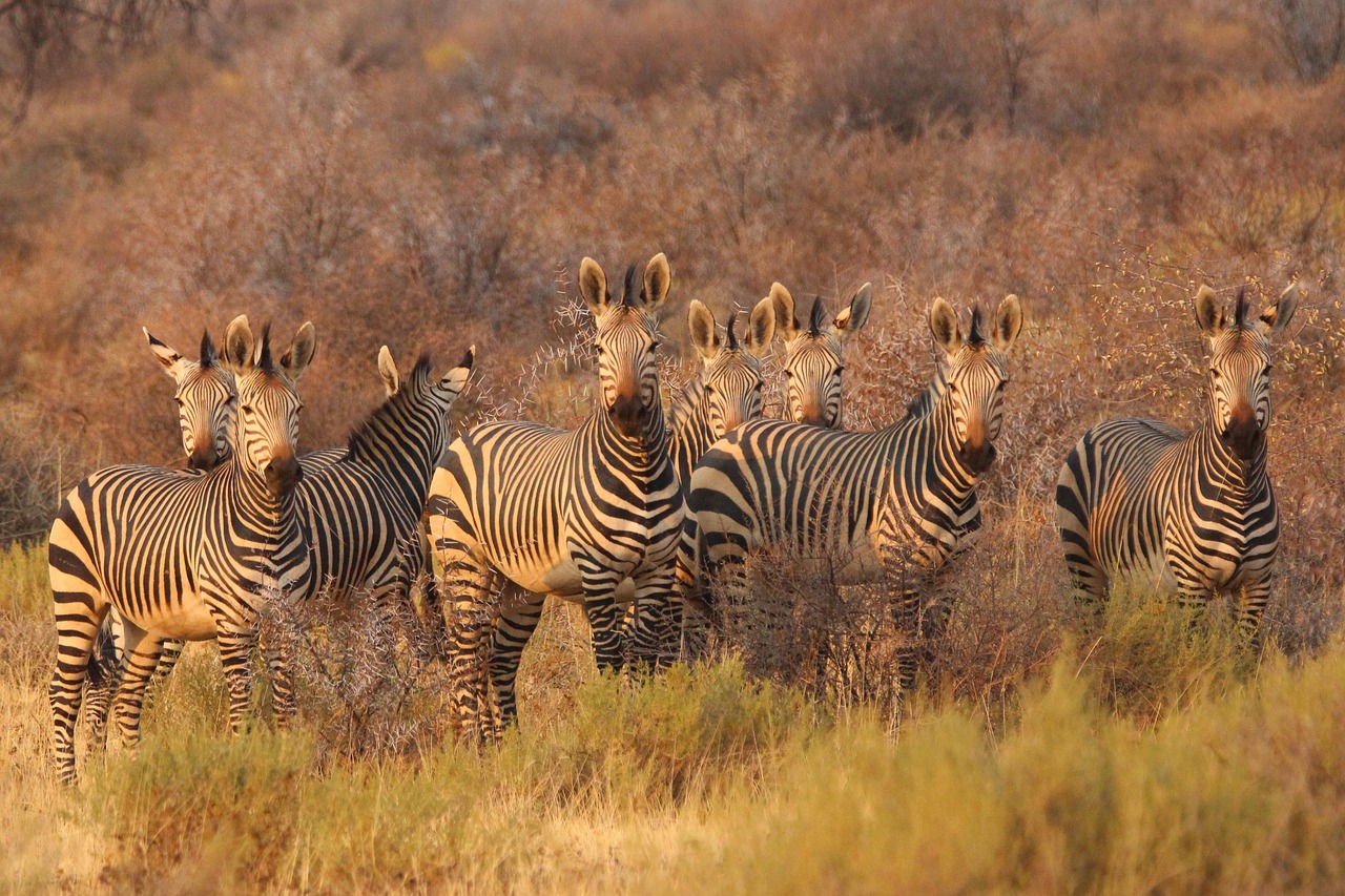 Afrika entdecken