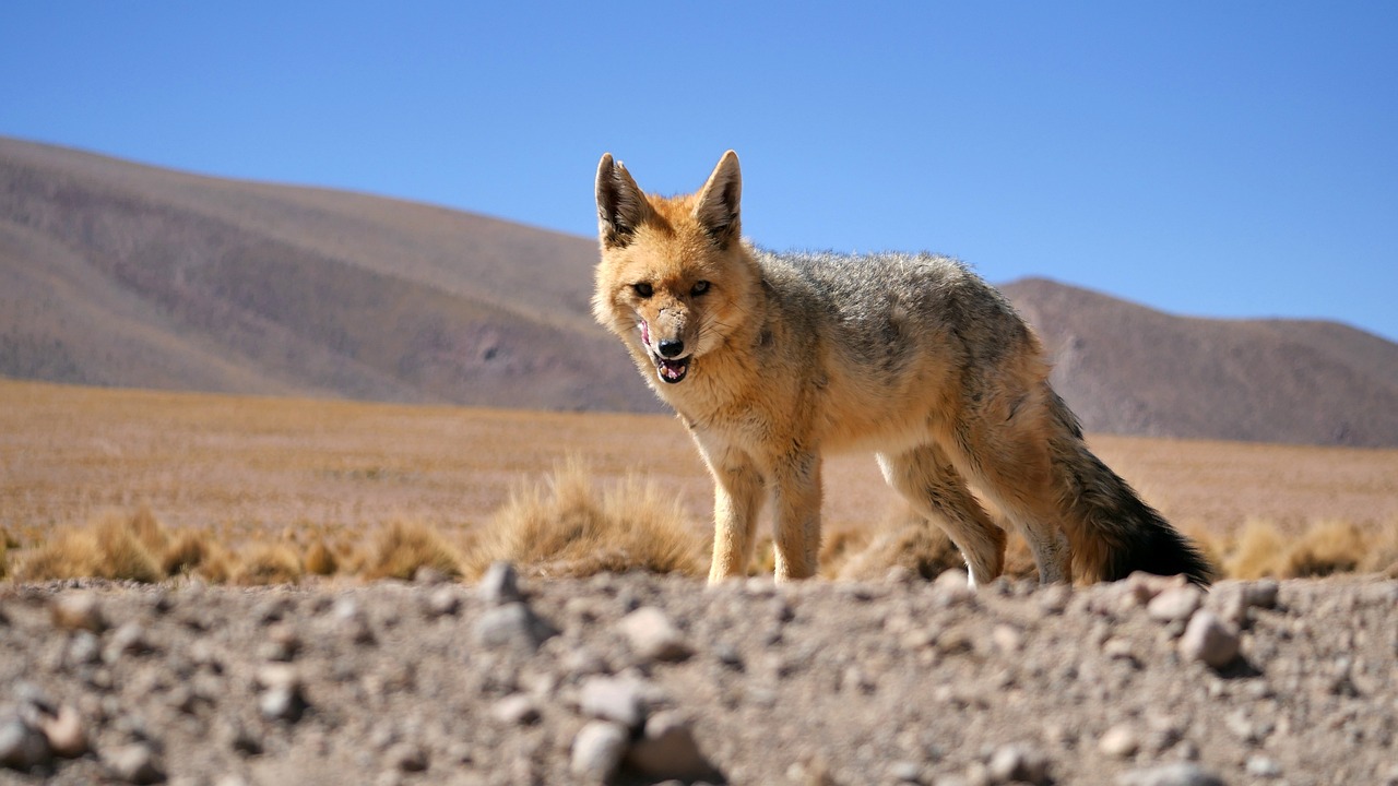 Bolivien entdecken