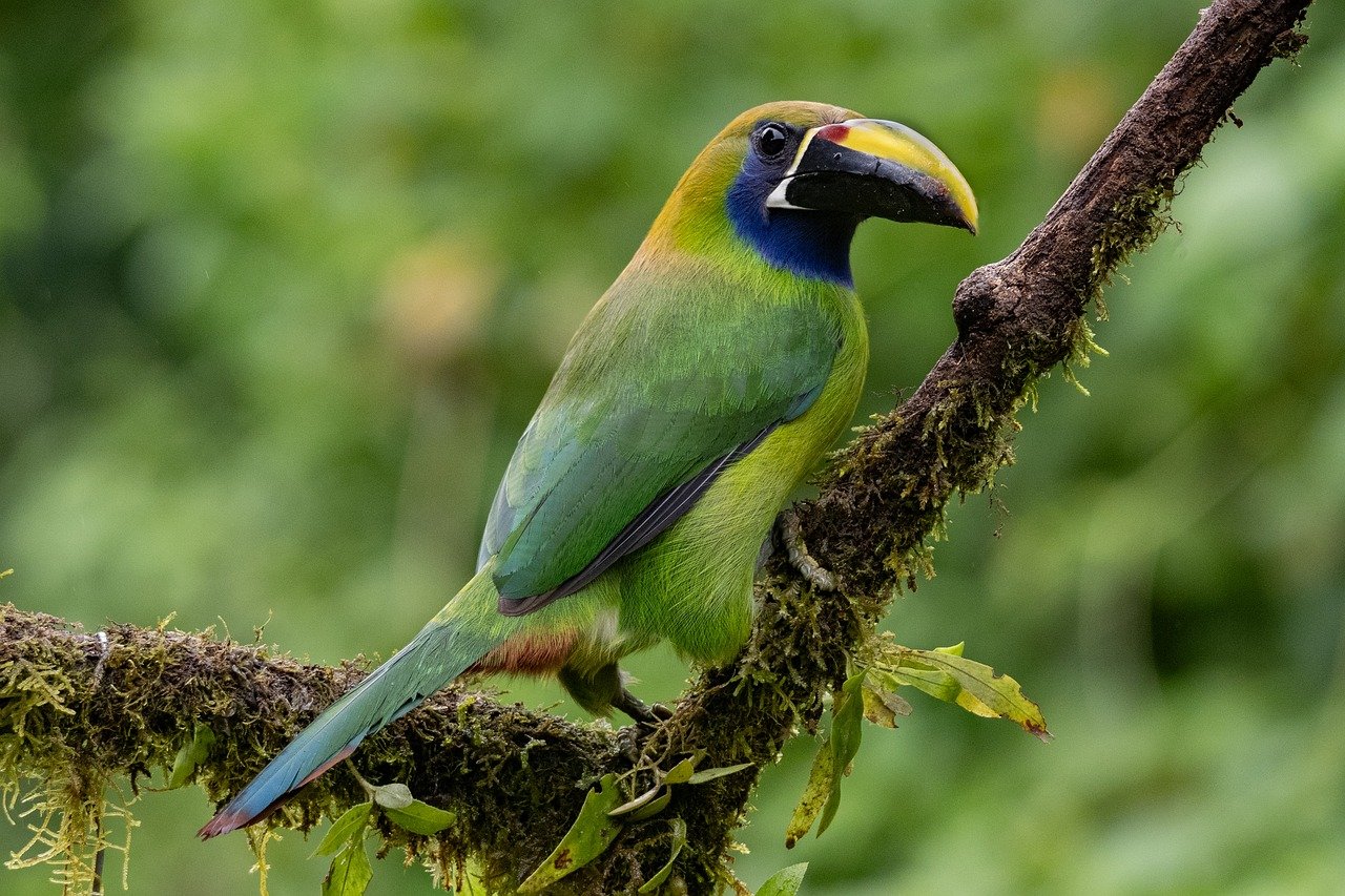 Costa Rica entdecken