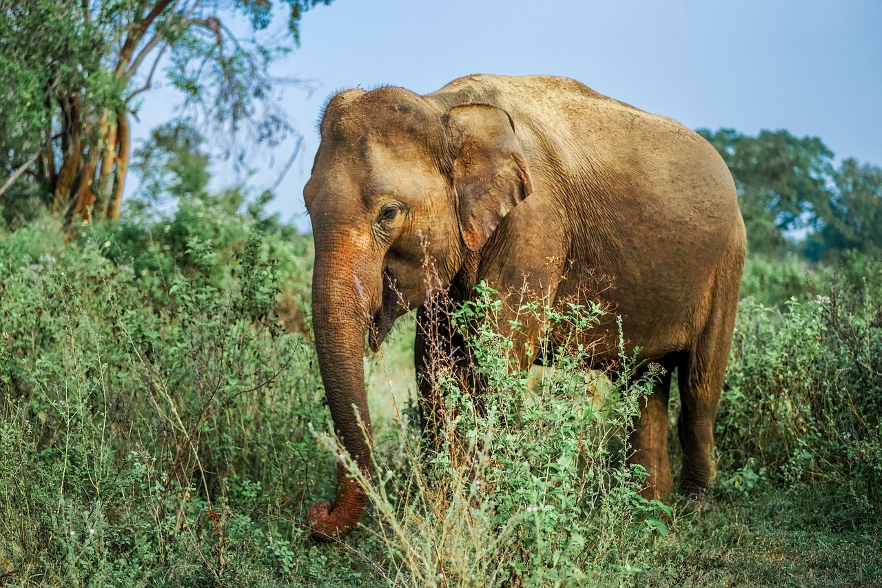 Sri Lanka entdecken