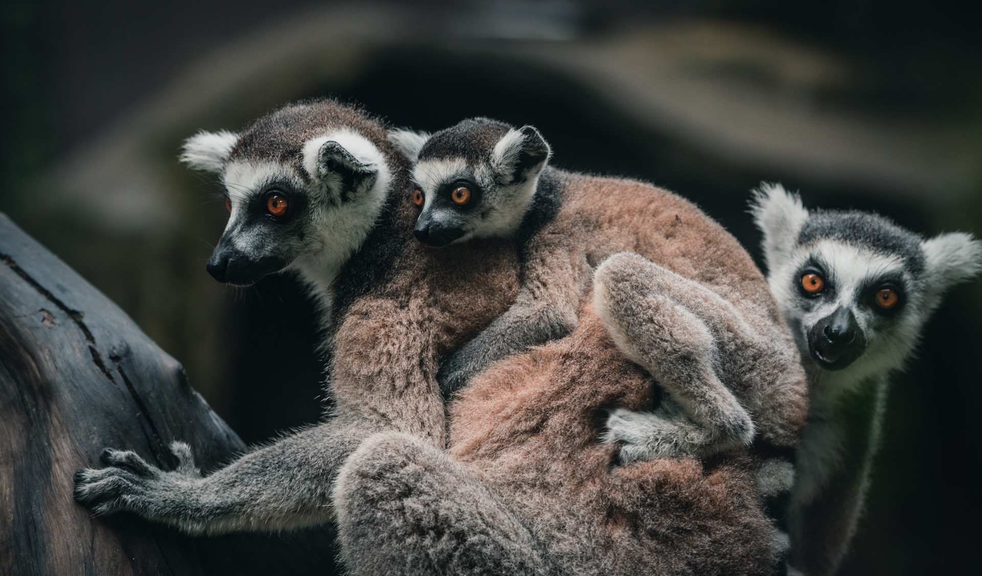 Madagaskar entdecken